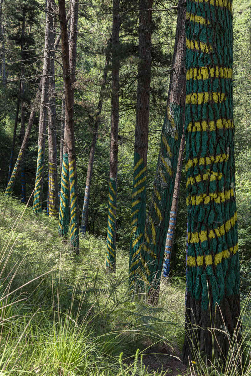 Vizcaya - Kortezubi 17 - bosque de Oma.jpg